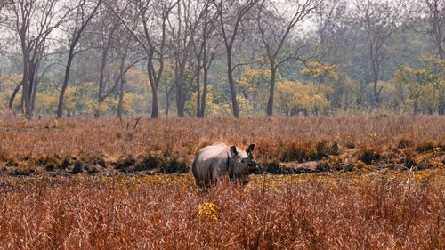 In The Midst Of Nature: Things To Do In Pobitora Wildlife Sanctuary